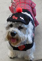 Izzi in Scottish regalia