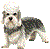 Dandie Icon