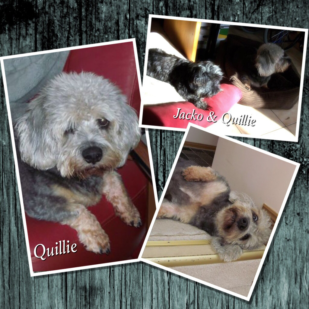 Quillie and Jacko